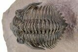 Detailed Metacanthina Trilobite With Enrolled Reedops #254151-9